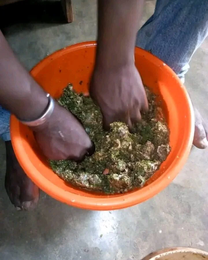 Plantes rituelles de purification Vodun — traitement empoisonnement spirituel lent Ouidah Maitre Mietonou