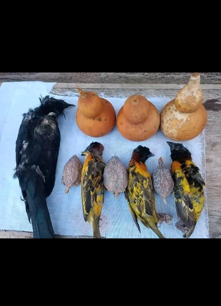 Preparation retour affectif amour Vodun Ouidah